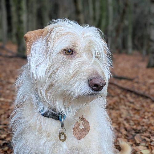 Dog sat in some brown leaves