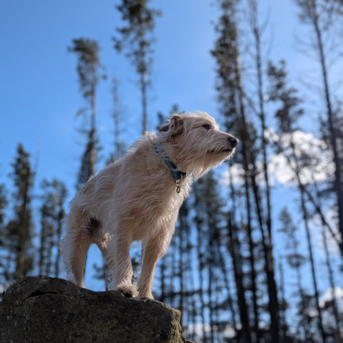 Dog on a rock with trees and blue sky in the backgground