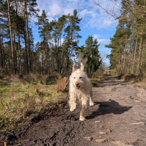 Dog running in the woods