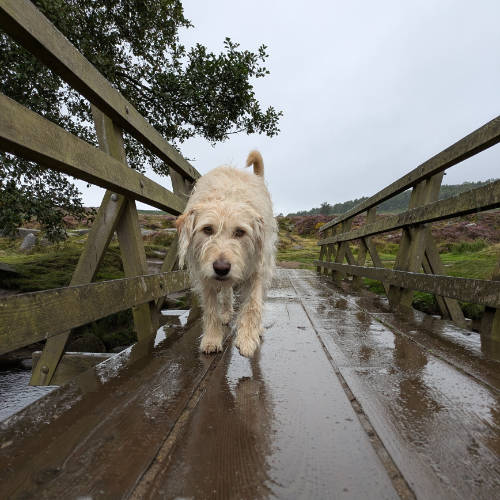 Dog on a wet wooden bridge