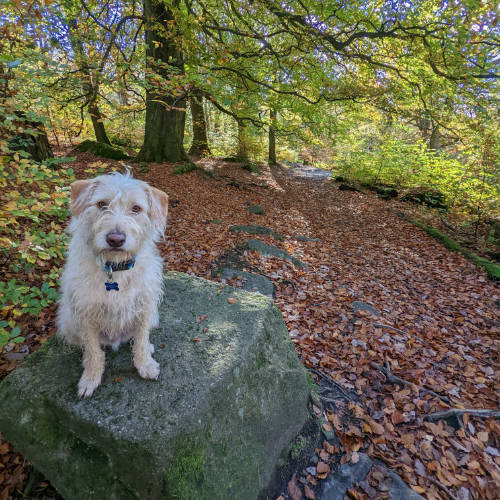 Dog on a rock in the woods with lots of brown leaves on the ground