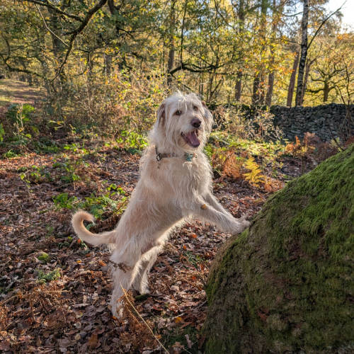 Dog with paws on a rock with trees in the background