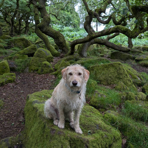 Dog sat on a mossy rock with old tree in the background