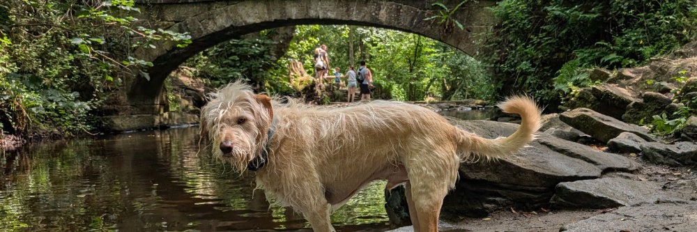 Rivelin Valley Trail